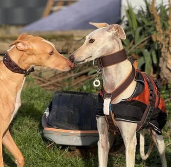 Romeo10 sucht ein Zuhause