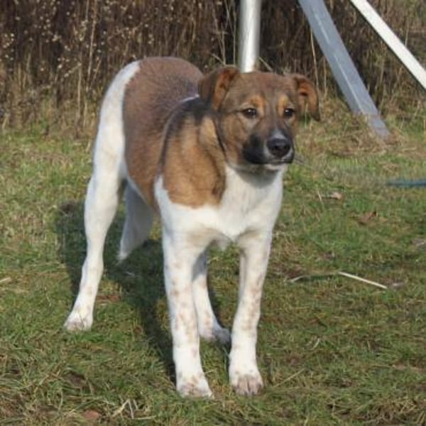 Nika - wo darf ich Zuhause sein?