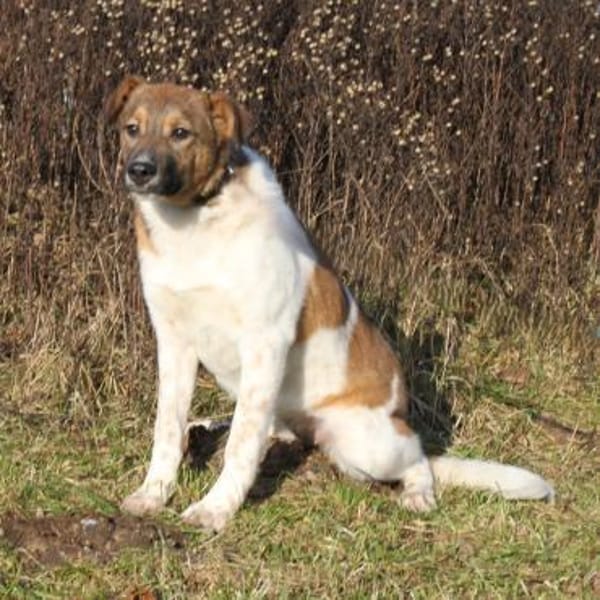 Nika - wo darf ich Zuhause sein?