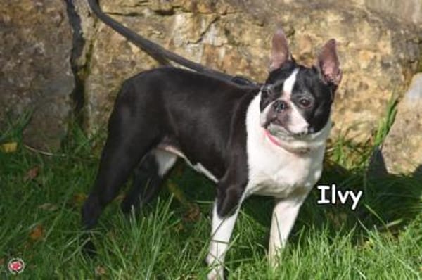 ILVY