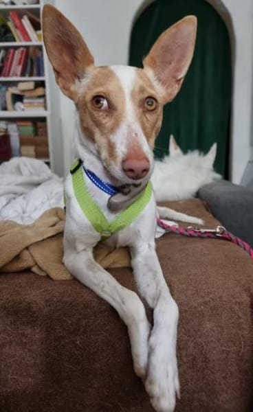 Hada3 sucht ein Zuhause