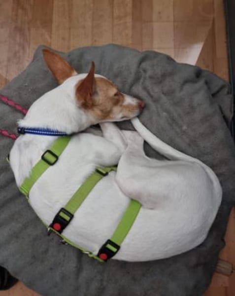 Hada3 sucht ein Zuhause