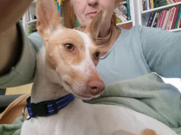 Hada3 sucht ein Zuhause