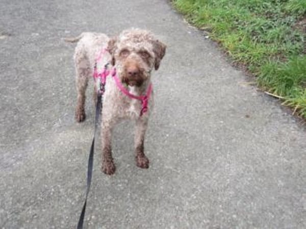 Bela-der wunderbare Sonnenschein