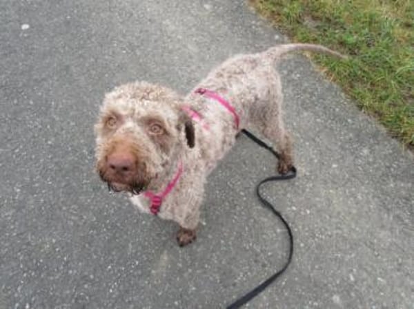 Bela-der wunderbare Sonnenschein