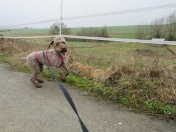 Bela-der wunderbare Sonnenschein