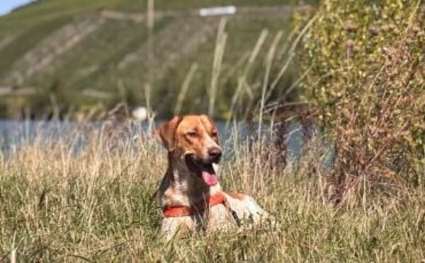 Alisa sucht Menschen mit großem Herz