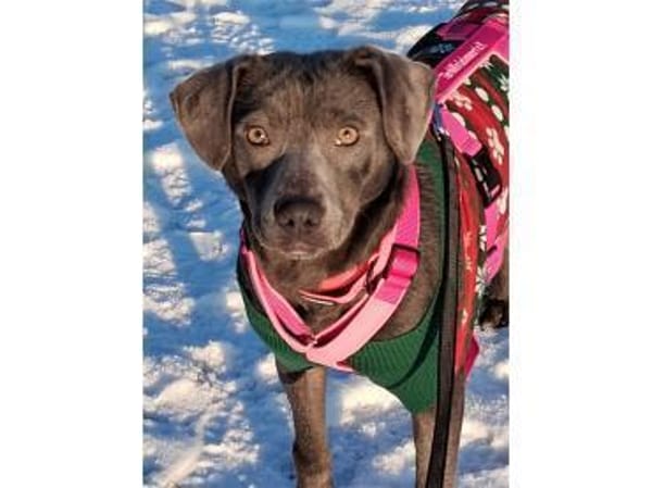 Lilljana - wartet in 29308 Winsen/ Aller