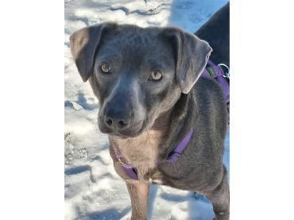 Lilljana - wartet in 29308 Winsen/ Aller