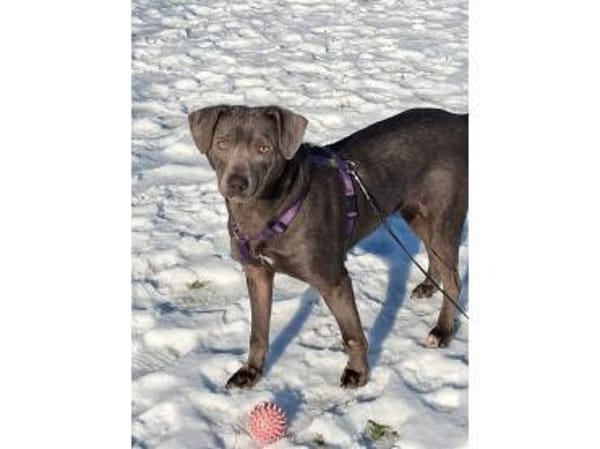 Lilljana - wartet in 29308 Winsen/ Aller