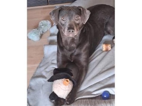 Lilljana - wartet in 29308 Winsen/ Aller