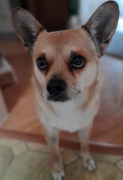 Chico10 sucht ein Zuhause