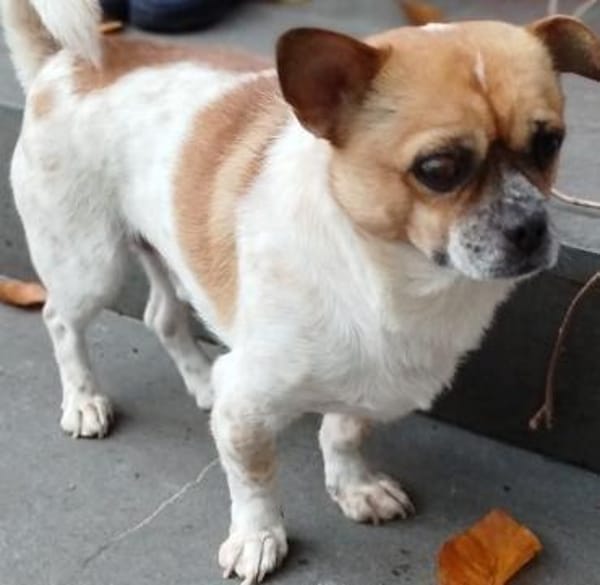 BRUNO, m., kastr., Mischling, ca. 30 cm