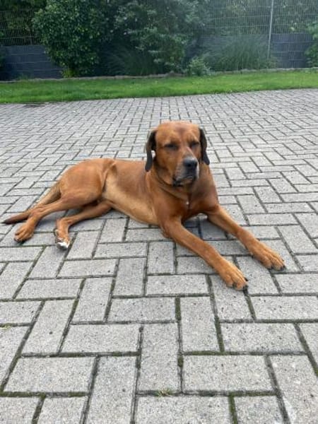 Vermittlungshilfe für Leo!