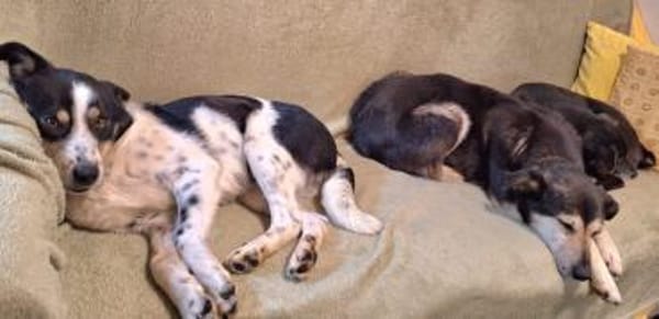 Allrounder Fenja ist bereits in DE