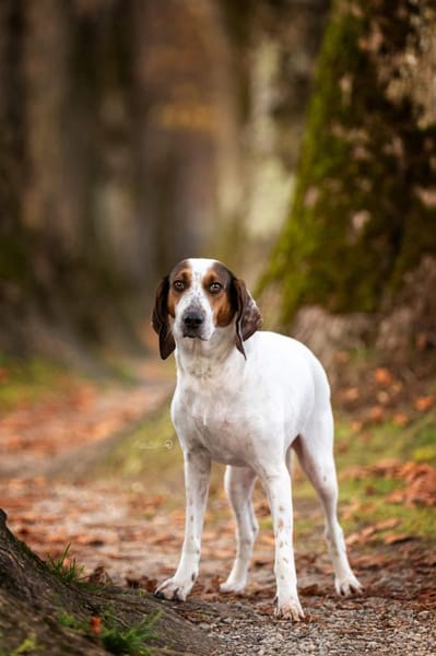 💜Asia sanfte Hündin auf Pflegest. in D
