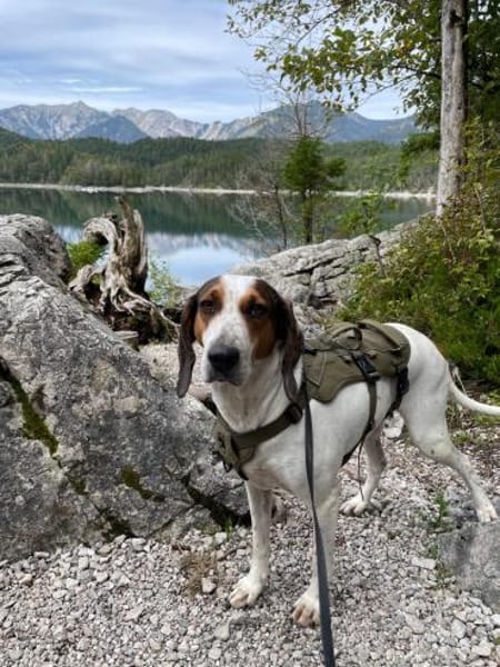 💜Asia sanfte Hündin auf Pflegest. in D