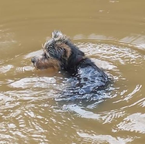 Lotti sucht ganz dringend eine neue Fami