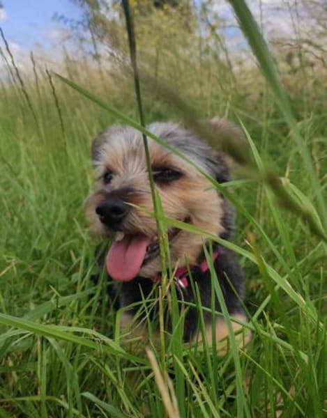 Lotti sucht ganz dringend eine neue Fami