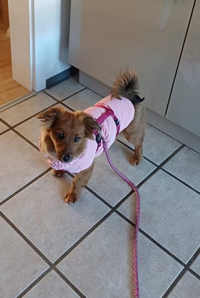 Hundekind sucht Bestplatz