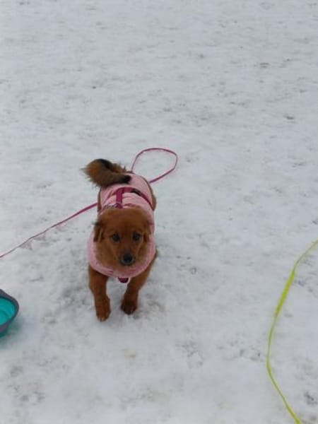 Hundekind sucht Bestplatz