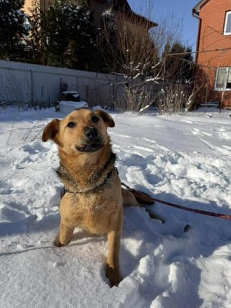 Ellie sucht ihr liebevolles Zuhause