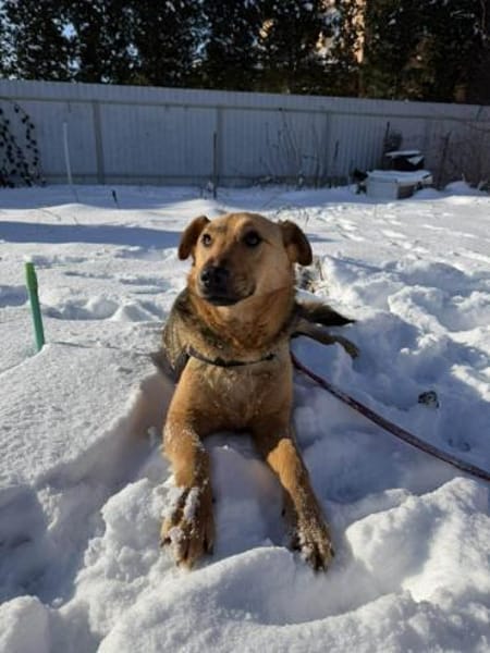 Ellie sucht ihr liebevolles Zuhause