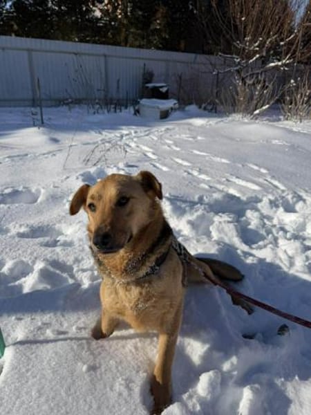 Ellie sucht ihr liebevolles Zuhause