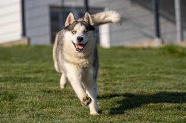 Cosmo sucht sein Zuhause für Immer