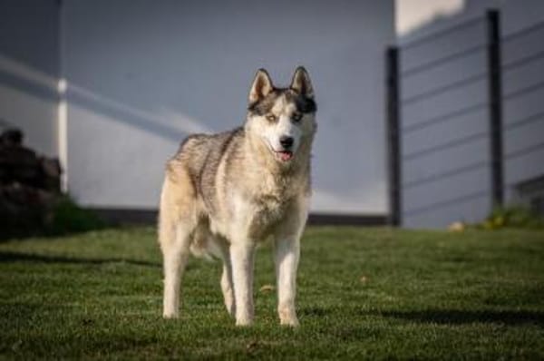 Cosmo sucht sein Zuhause für Immer