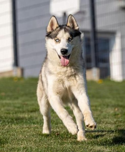 Cosmo sucht sein Zuhause für Immer