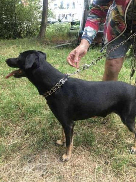 Barsik sucht ein Zuhause