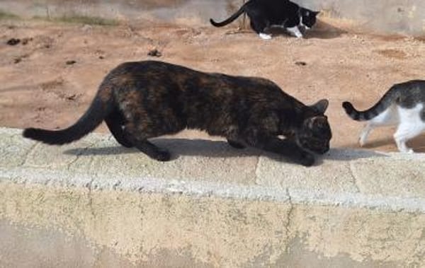 Aktive Schmusekatze Tokio