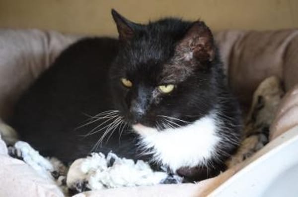 ***FIGARO - ein lieber Kater!***