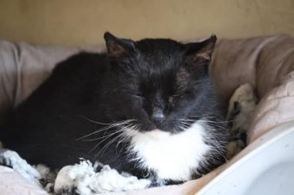 ***FIGARO - ein lieber Kater!***