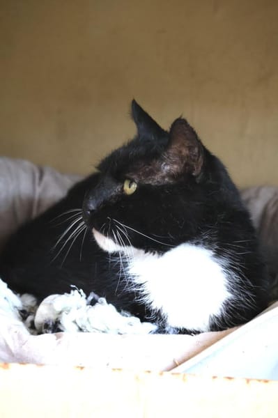 ***FIGARO - ein lieber Kater!***