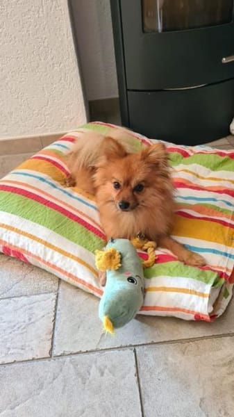 Yves sucht Familie mit Hundekumpel