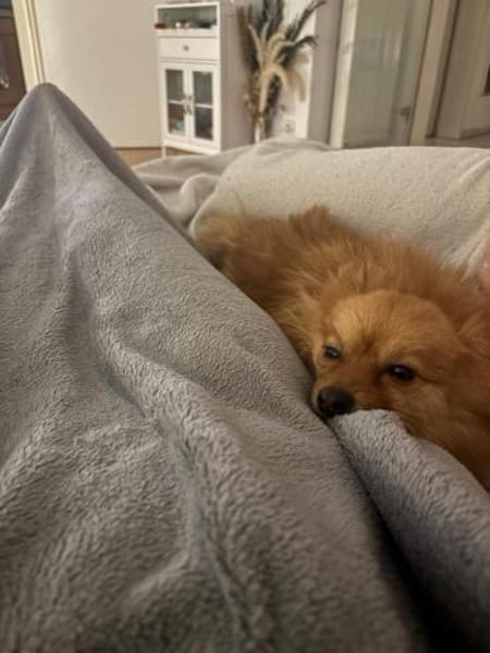 Yves sucht Familie mit Hundekumpel