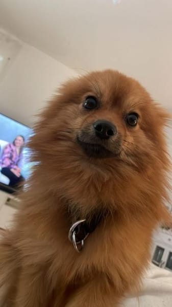 Yves sucht Familie mit Hundekumpel