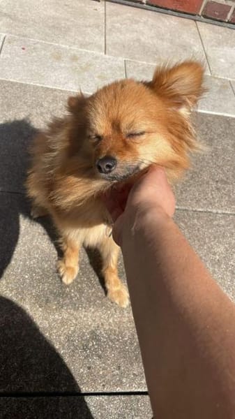 Yves sucht Familie mit Hundekumpel