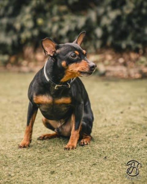 Toby13 sucht ein Zuhause