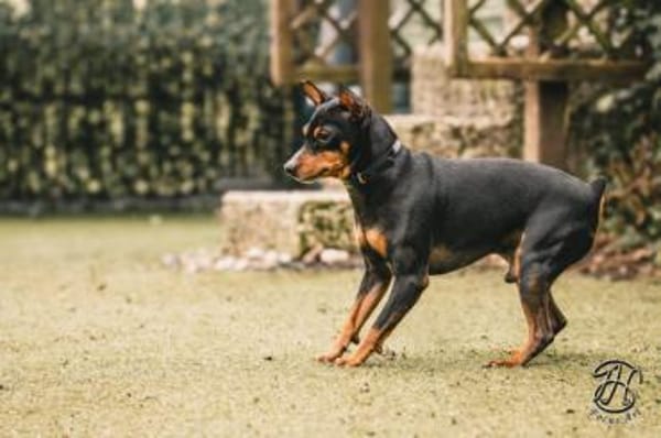 Toby13 sucht ein Zuhause