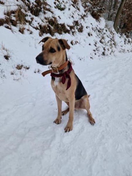 Notfall- Jack sucht ganz dringend