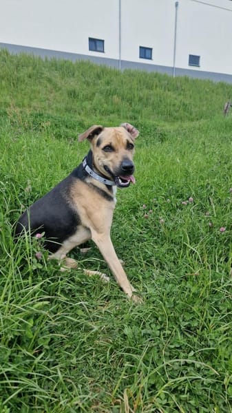 Notfall- Jack sucht ganz dringend