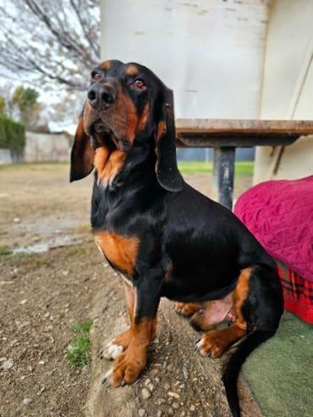 ASKANI ❤ wundervoller Gefährte Kevelaer