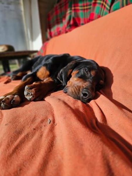 ASKANI ❤ wundervoller Gefährte Kevelaer