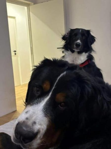 hübsche Tala auf PS in 92685