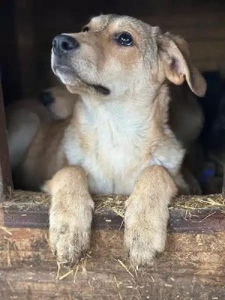 DOTTY-zauberhaftes Welpen-Mädchen
