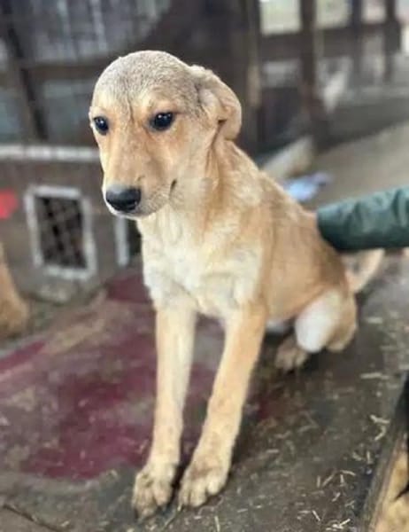 DOTTY-zauberhaftes Welpen-Mädchen