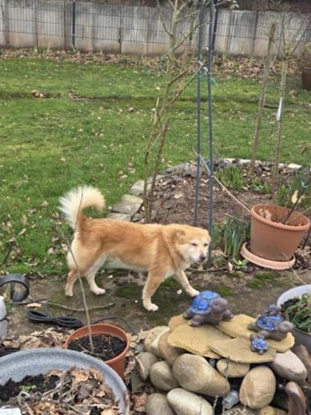 Rusty - freundlich und lieb